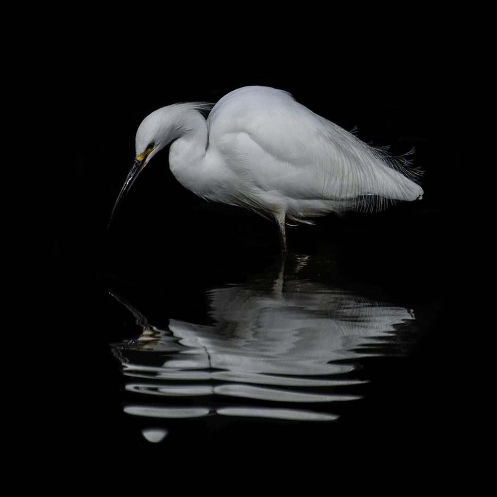 Snowy With Little Waves - George Peterson